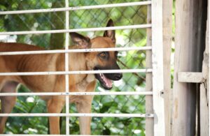 Dog protected under animal cruelty laws in Texas.